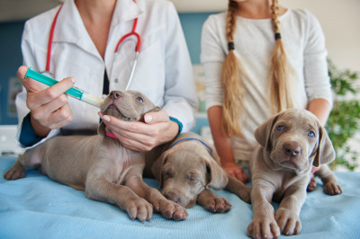 ¿Por qué es fundamental vacunar a tu perro y cuáles son las vacunas esenciales para su salud?